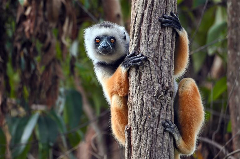 Einzigartiges Madagaskar ©mirecca/istock